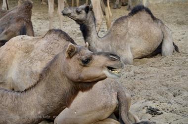 04 Camel_Farm,_Bikaner_DSC2740_b_H600